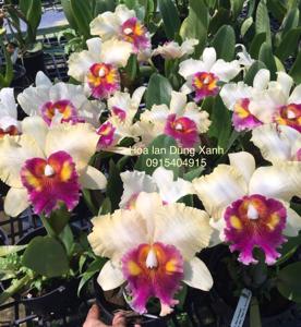 Rhyncholaeliocattleya River Kwai Smile