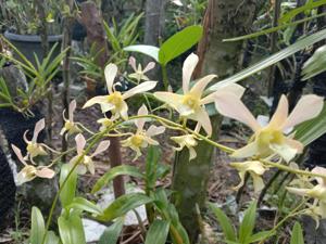 Dendrobium Pesona Kelimutu