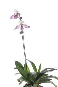 Paphiopedilum OHM Fairy Tales