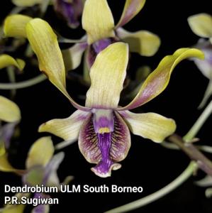 Dendrobium ULM South Borneo