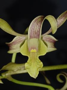 Dendrobium Tadris Biologi Uin Khas Jember