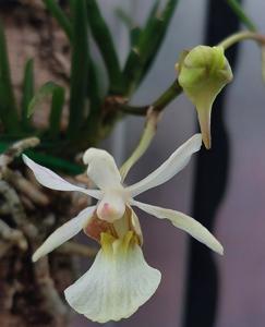 <i>Holcoglossum</i> Unitas