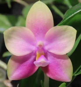 Phalaenopsis BT Samera Jade