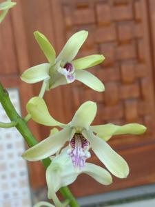 Dendrobium Bocil