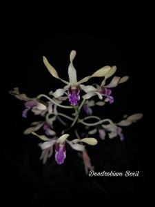 Dendrobium Bocil