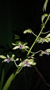 Dendrobium Bocil