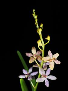 <i>Renantanda</i> Promthep Amazement