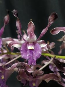 Dendrobium Eva Christina