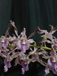 Dendrobium Eva Christina