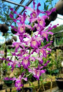 Dendrobium Blue Fire