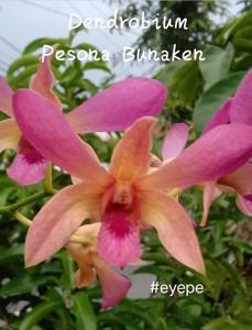 Dendrobium Pesona Bunaken