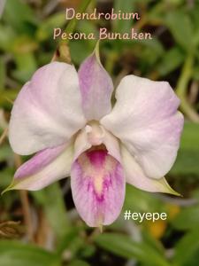 Dendrobium Pesona Bunaken