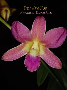 Dendrobium Pesona Bunaken