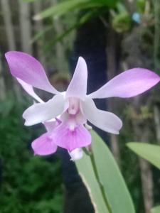 Dendrobium Merauke