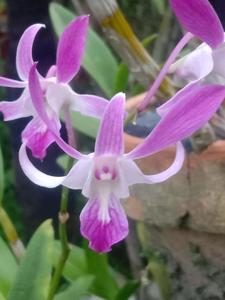 Dendrobium Merauke