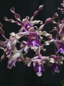 Dendrobium Mrs Zaimah Ratnaningrum