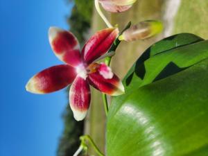 Phalaenopsis Meidarland Tetra Blue