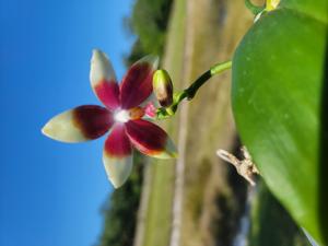 Phalaenopsis Meidarland Tetra Blue