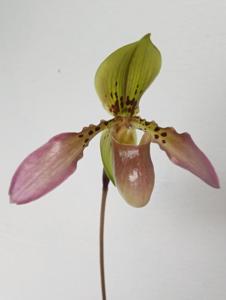 Paphiopedilum QF Tiger Apple