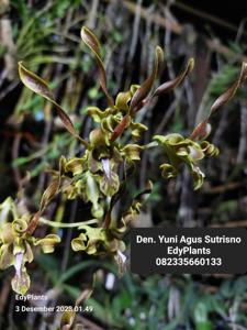 Dendrobium Yuni Agus Sutrisno