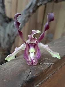 Dendrobium Aurora Borealis