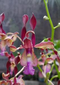 Dendrobium Aurora Borealis