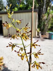 Dendrobium QF Touch of Kyle