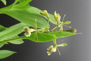 Epidendrum Eduardo K. Kawada