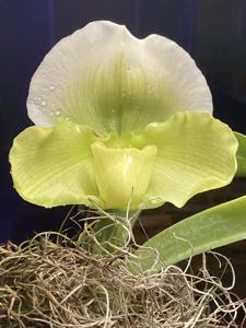 Paphiopedilum Double Mint