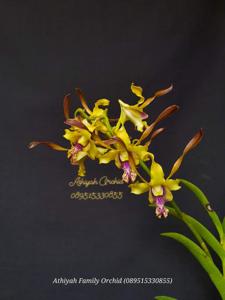 Dendrobium Dream Land