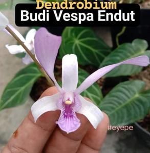 Dendrobium Budi Vespa Endut