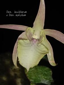 Dendrobium Wahyu Adi Mintarto