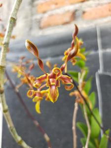 Dendrobium HBO Fire Dance