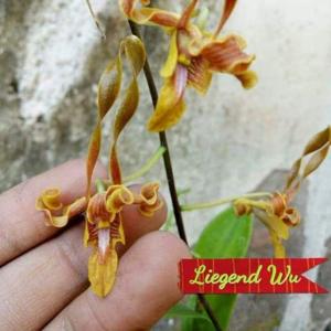 Dendrobium HBO Fire Dance