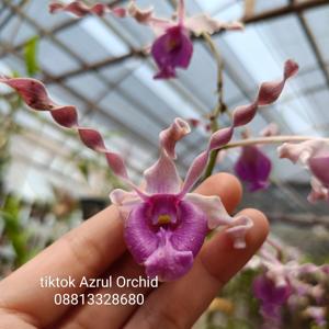 Dendrobium Theatre of Dreams