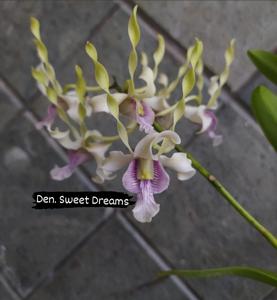 Dendrobium Sweet Dreams