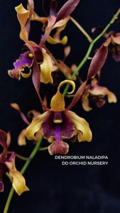 Dendrobium Naladipa