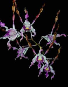 Dendrobium Dewi Nagagini