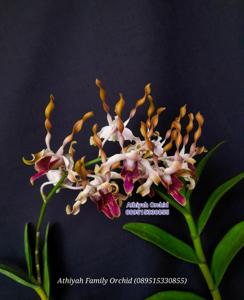 Dendrobium Dewi Nagagini