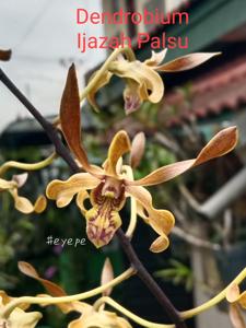 Dendrobium Ijazah Palsu