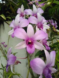 Dendrobium Mantangai