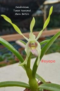 Dendrobium Taman Nasional Meru Betiri