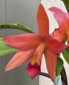 Cattlianthe Mary Cash's Exquisite