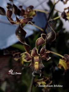 Dendrobium Wishnu