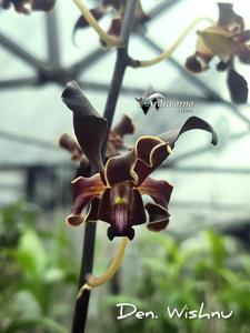 Dendrobium Wishnu
