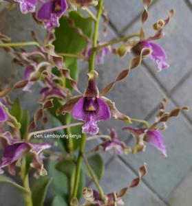 Dendrobium Lembayung Senja