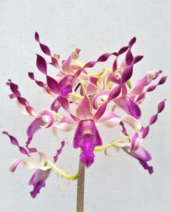 Dendrobium Sri Pariyatoen