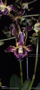 Dendrobium Garuda Jaya