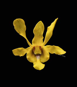 Dendrobium Garuda Jaya