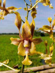 Dendrobium Garuda Jaya